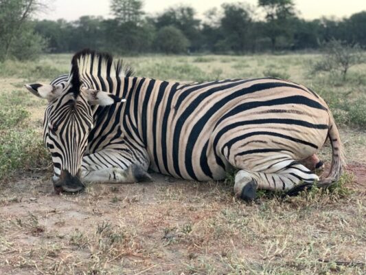 Zebra -Byt blesbucken og betal kun 2000,- kr ekstra