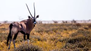 Gemsbuck (Oryx) Golden