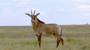 Roan Antelope   (permit fee)
