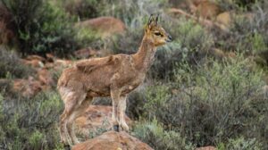 Klipspringer