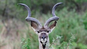 Kudu (up to 54