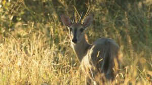 Duiker 