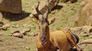 Red Hartebeest