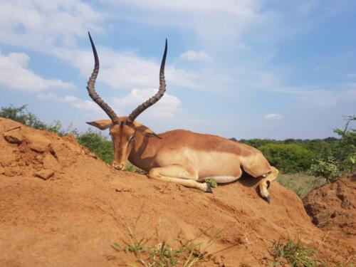 Impala